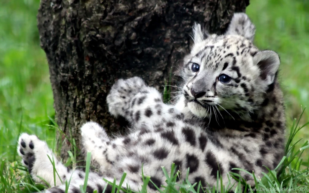 Animals : Baby Snow Leopard HD Wallpapers HDWallpaperspicture.net