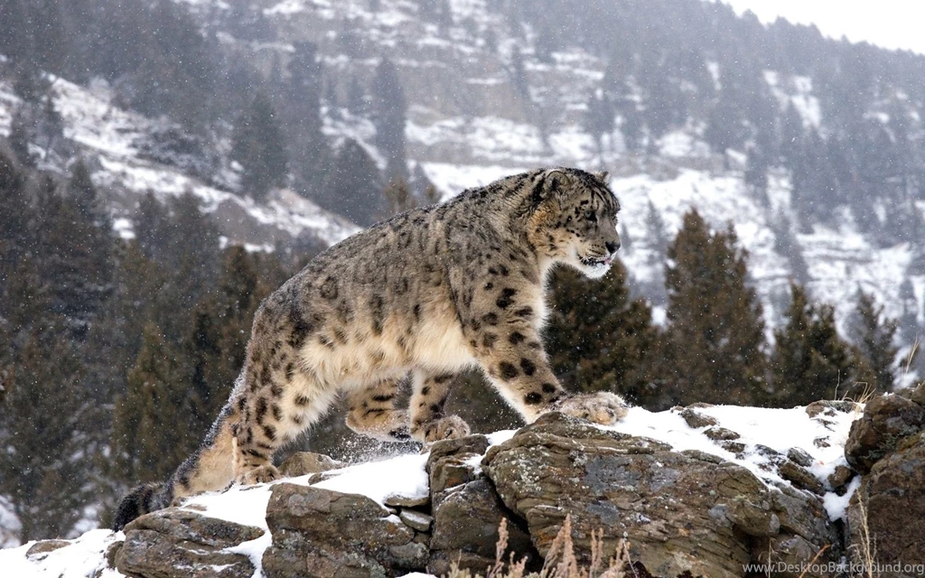 Snow Leopard Computer Wallpapers, Desktop Backgrounds