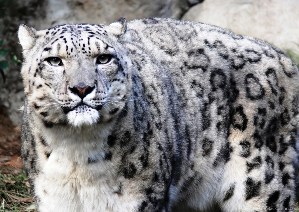 Snow Leopard Computer Wallpapers, Desktop Backgrounds