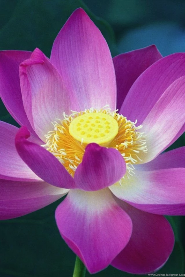 Pretty Purple Flower iPhone 4 Wallpapers (640x960)