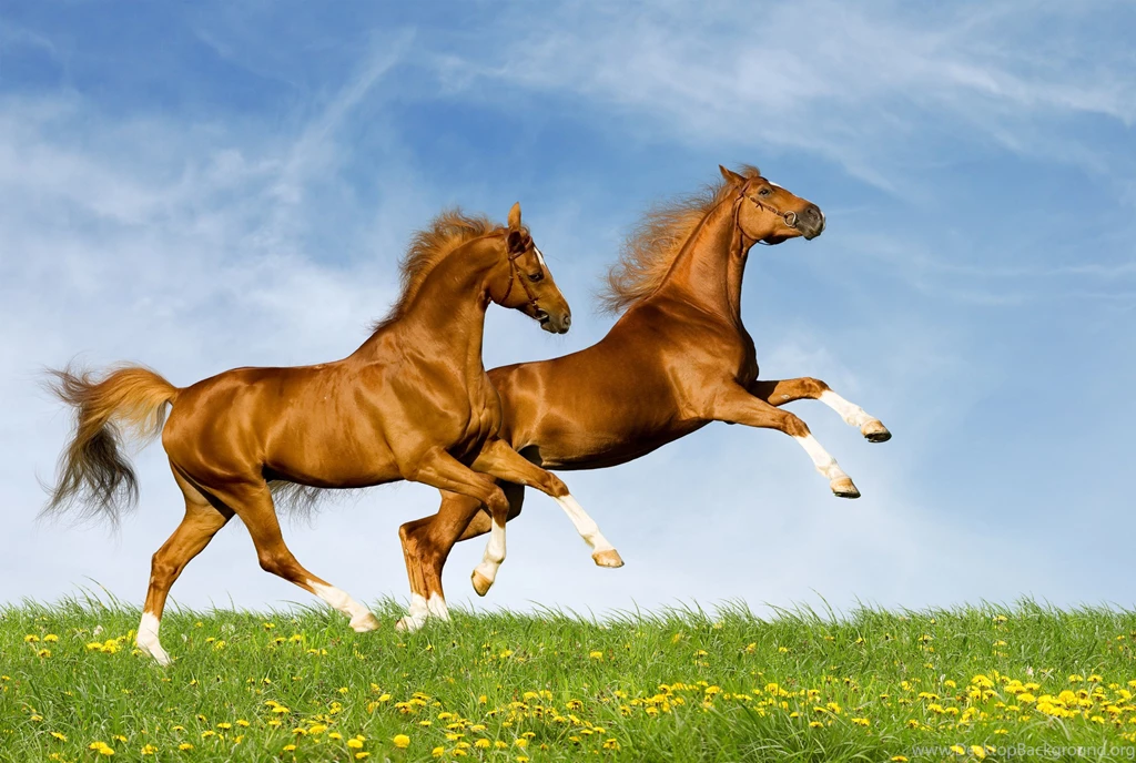 4000x2686px Amazing Horses Pictures