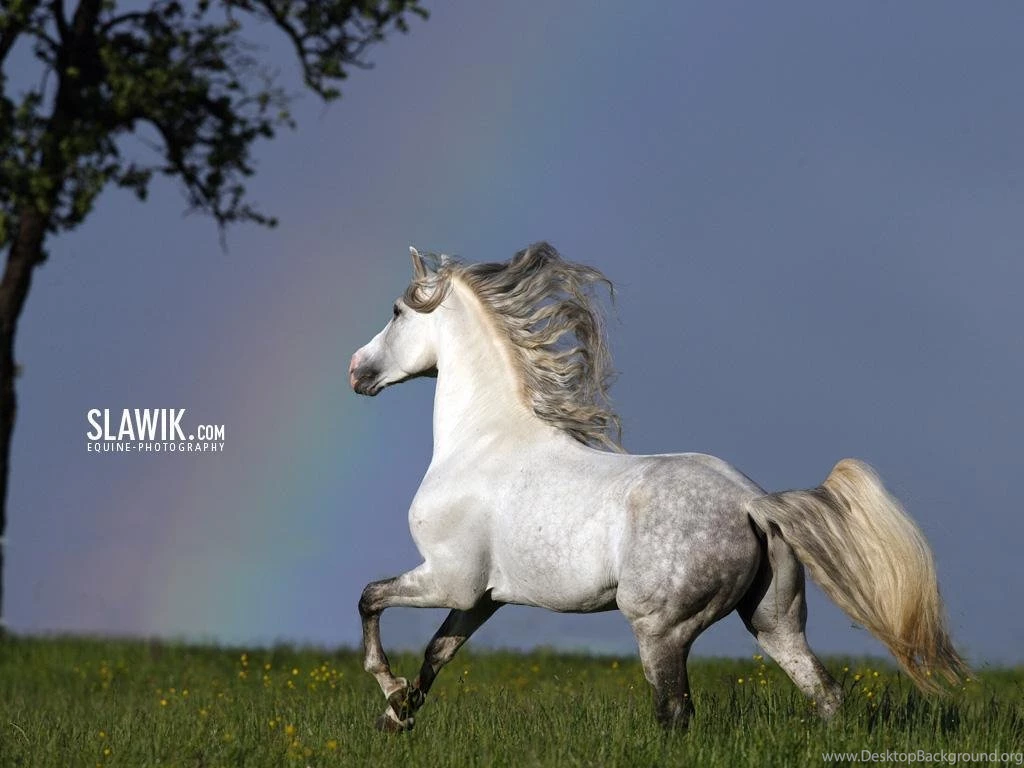 Slawik Horse Wallpapers Horses Wallpapers (6070971) Fanpop