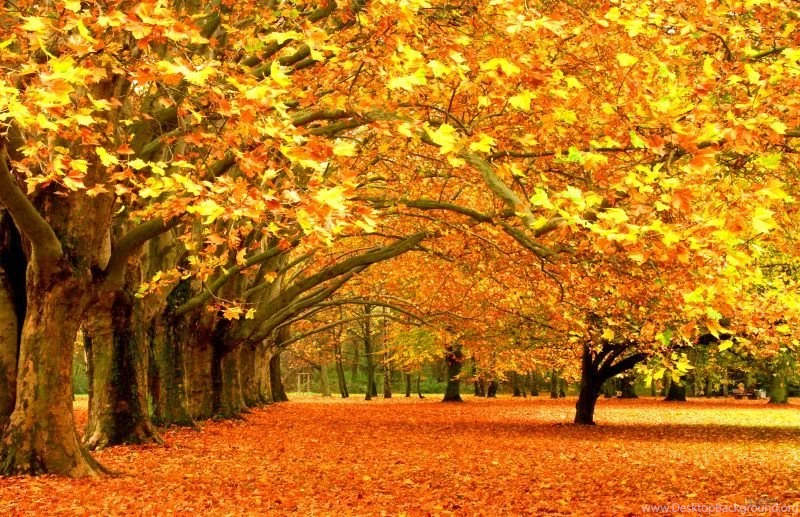 3'Wx5'H Cheap Autumn Tree Vinyl Photography Backdrops Backgrounds ...