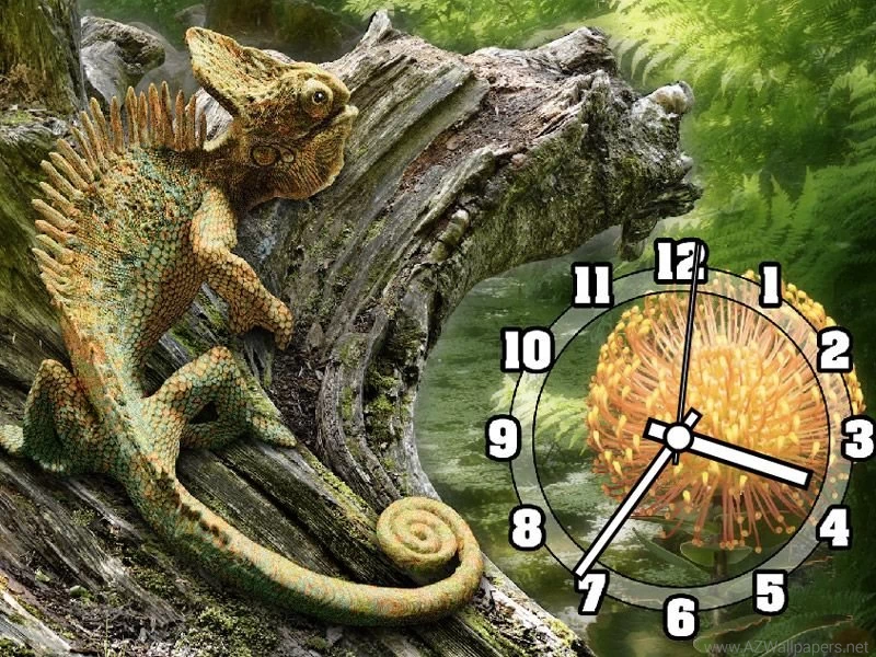 7art Chameleon Clock Screensaver Majestic Handsome Chameleon On ...