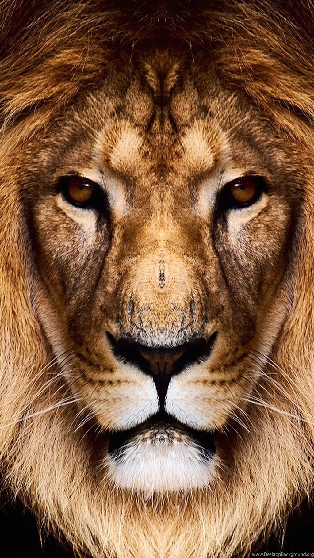 Download King Lion HD Wallpapers For Galaxy S6   HDwallpapers.net