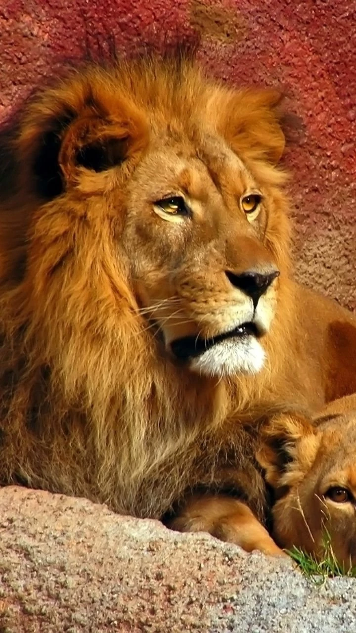 Download Wallpapers 720x1280 Lion, Couple, Mane, Predators, Big Cat ...