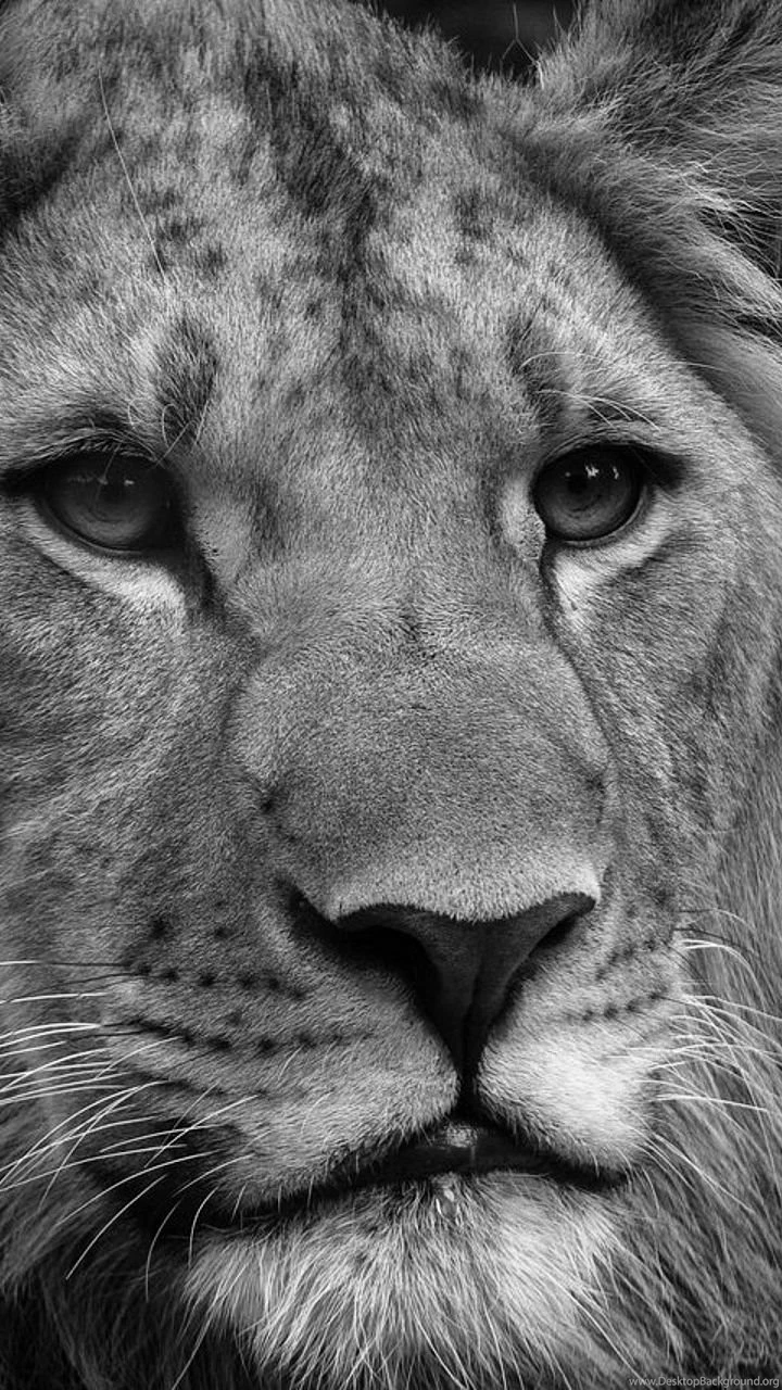 Download Wallpapers 720x1280 Lion, Face, Fluffy, Mane, Black White ...