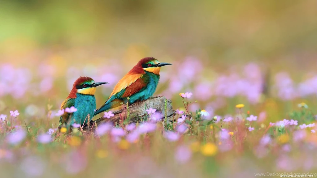 Download Nature Unique Birds Wallpapers.jpg