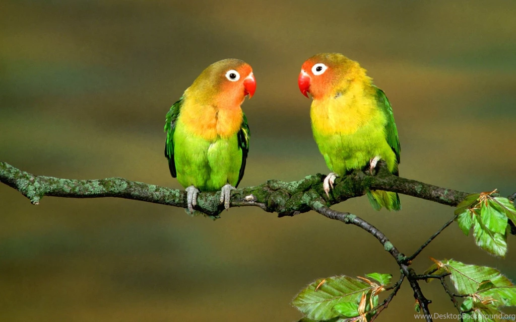 Birds Wallpapers