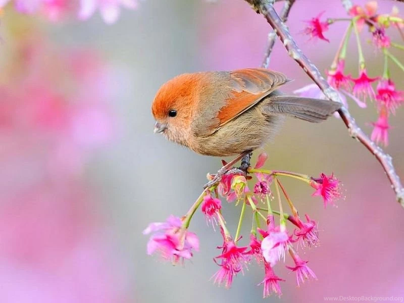 Beautiful Birds Wallpapers Pictures