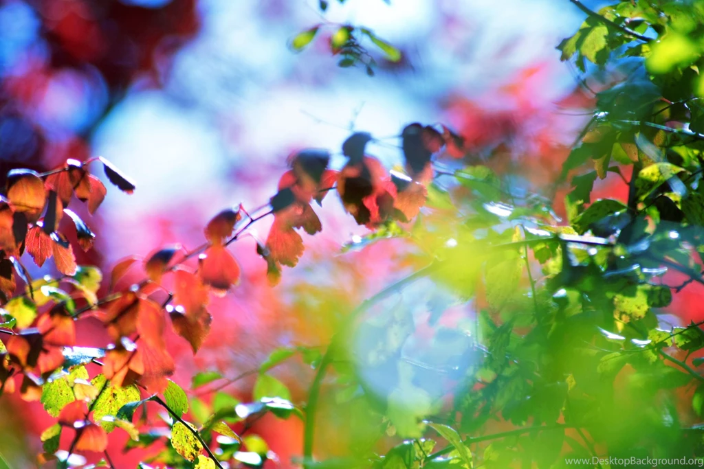 Quick Look @ World's Beauty: Desktop Nature Wallpapers
