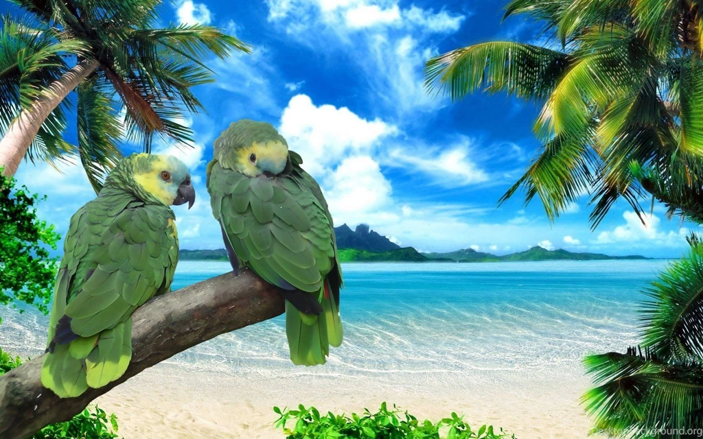 Beautiful Birds Wallpapers Free Download Archives Free Desktop ...