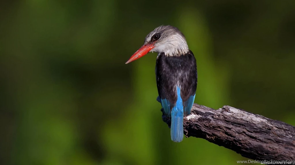 On birdswallpaper.jpg