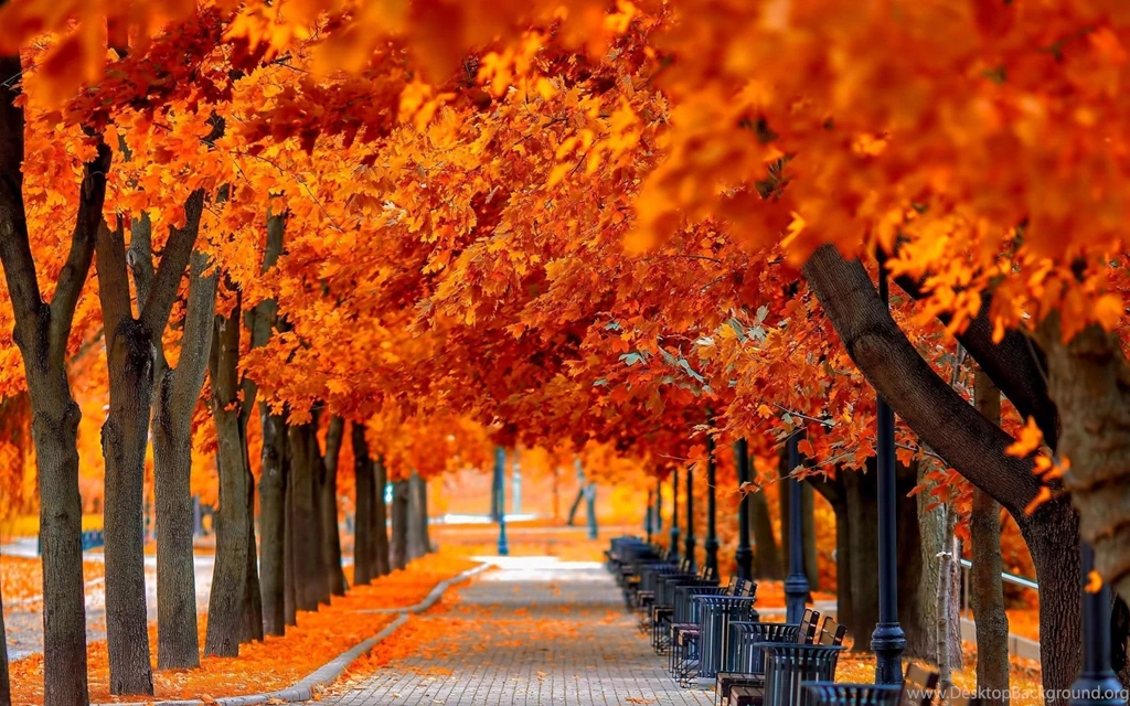 Autumn Tree Leaves Beauty Nature Landscape Wallpapers