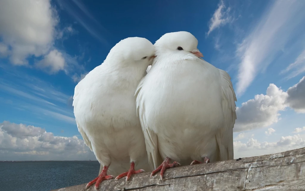 Bird Wallpapers