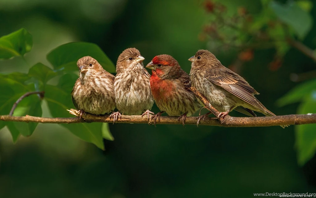 Wallpapers With Birds Desktop Backgrounds