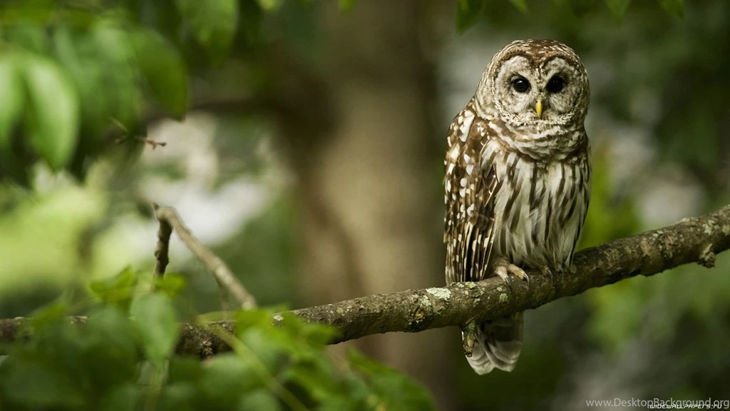 Desktop Birds Wallpapers HD   CuteWallpaper.org