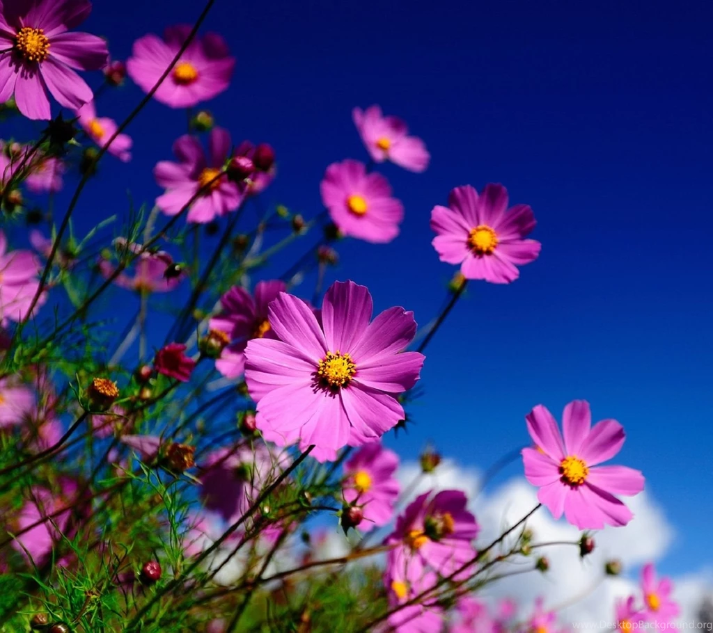 Mobilclub Wallpapers Latest, Unique Wallpapers For All Mobile ...