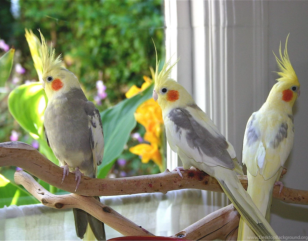 20+ Free Birds Wallpapers For Desktop – Photography Heat ...