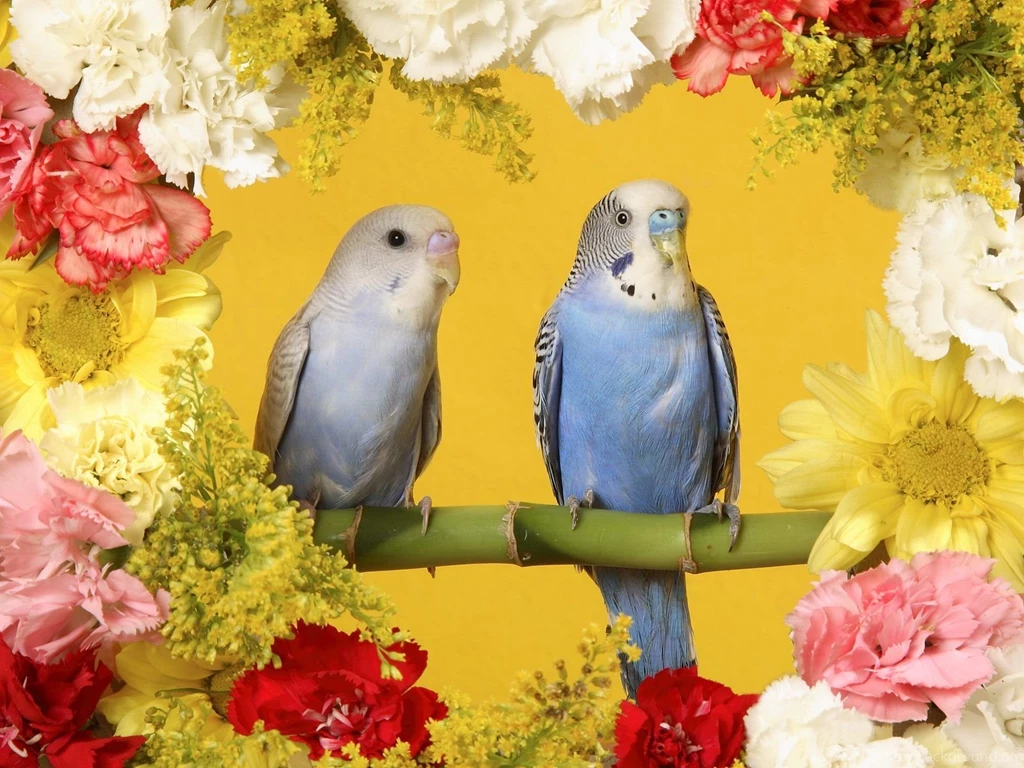 Beautiful Love Roses Wallpapers] Love Birds Wallpapers