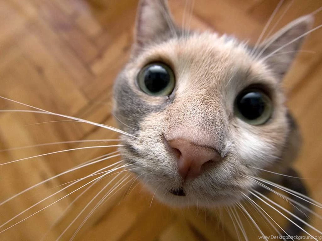 silly cat wallpapers