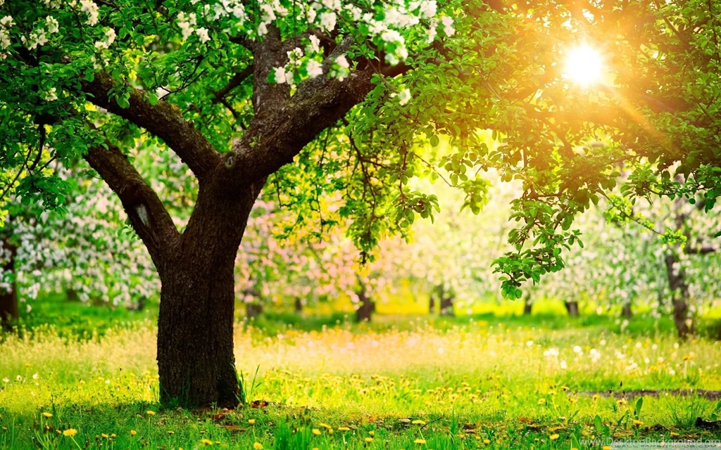 Spring HD Widescreen Wallpapers   Newwallpapershits.com