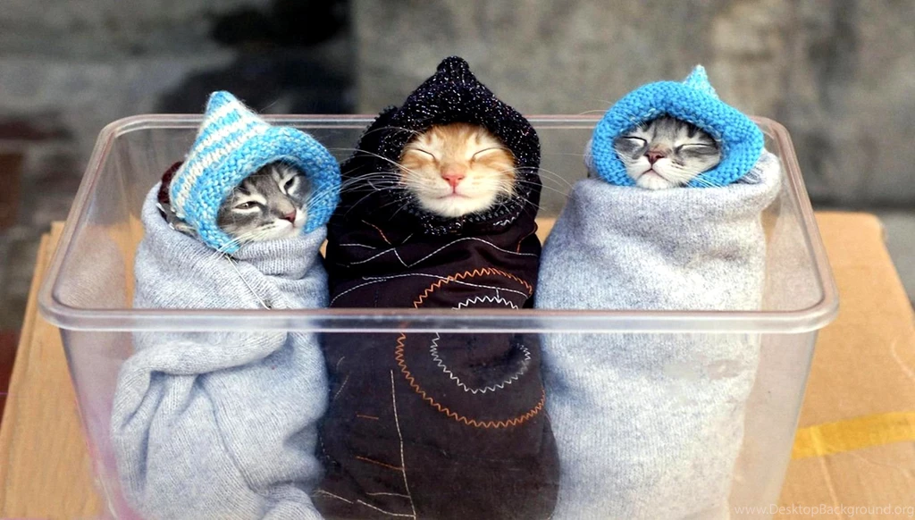 Funny Cat Funny Cat Wallpapers For PC And Mobile – Finehdwallpaperr.com