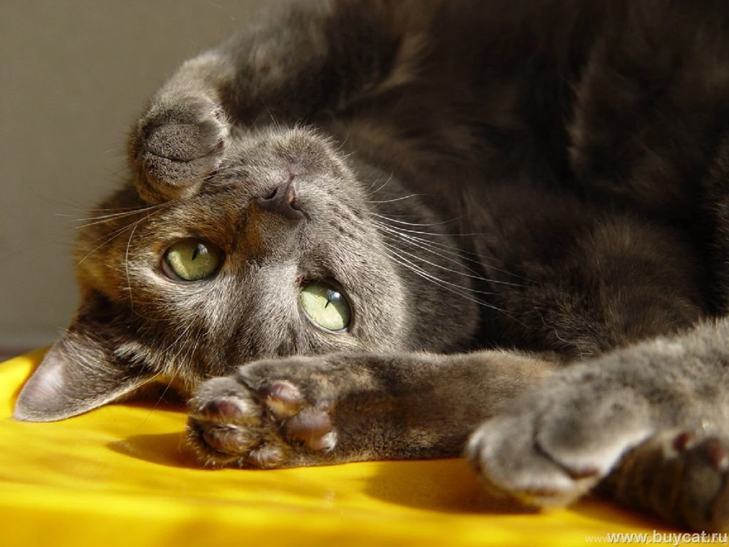 Funny Cats Cats Wallpapers (9473458) Fanpop