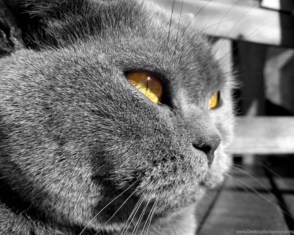 Funny Cats Cats Wallpapers (9473830) Fanpop