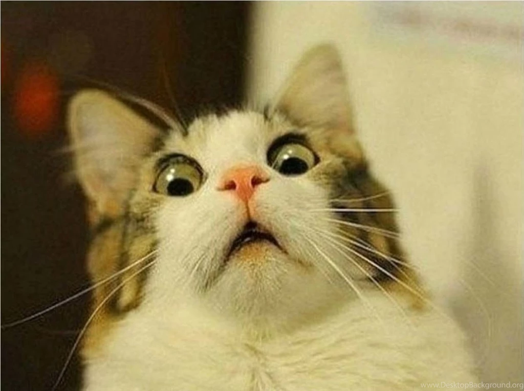 Wallpapers Of Funny Cats 1261x943 Full HD Wall