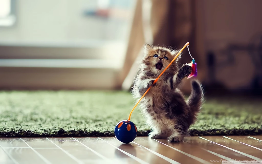 Funny Cats Dancing 17 Cool Wallpapers Funnypicture.org
