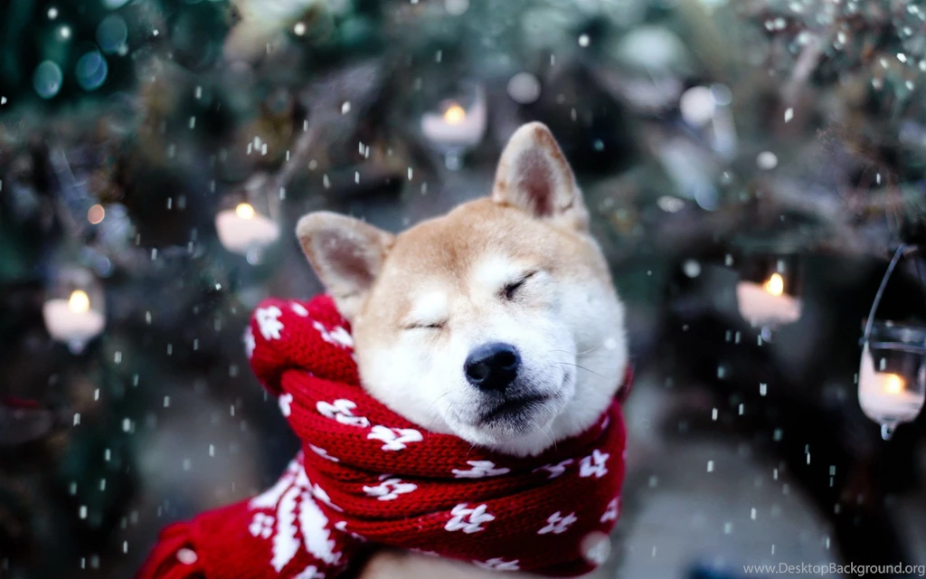Cute dog winter snow snowflakes nature photo wallpaper 2560x1600 ...