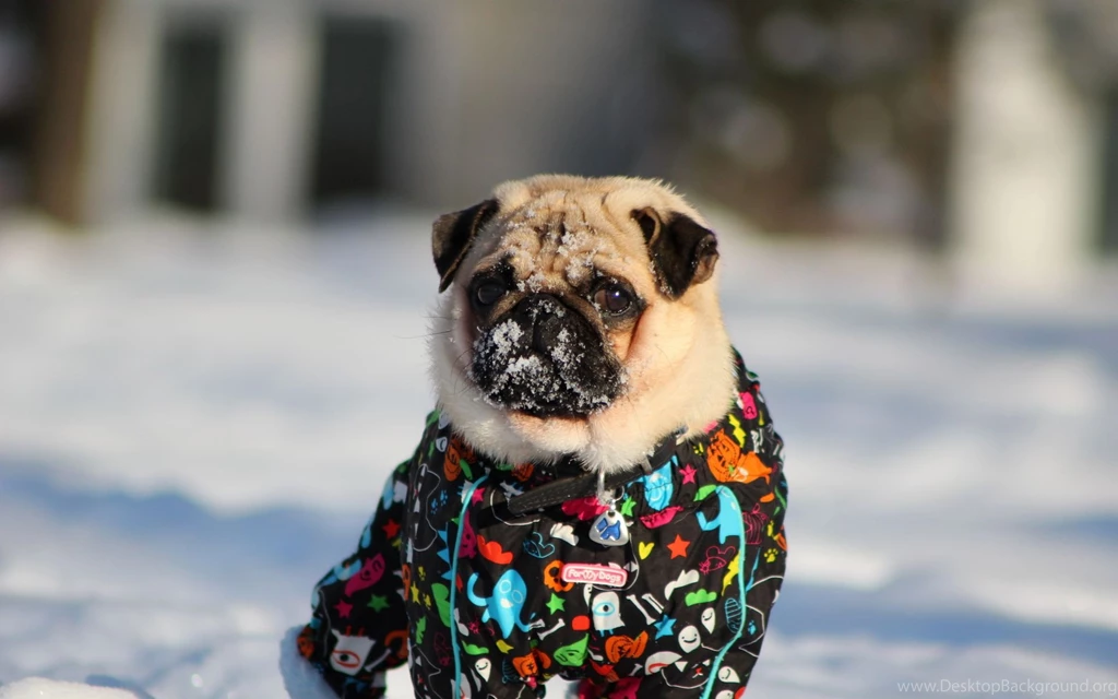 Winter Pug Snow Cute Face Eyes Wallpapers