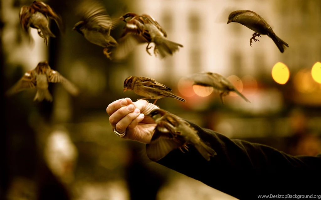 Sparrows Fly HD Wallpaper.jpg