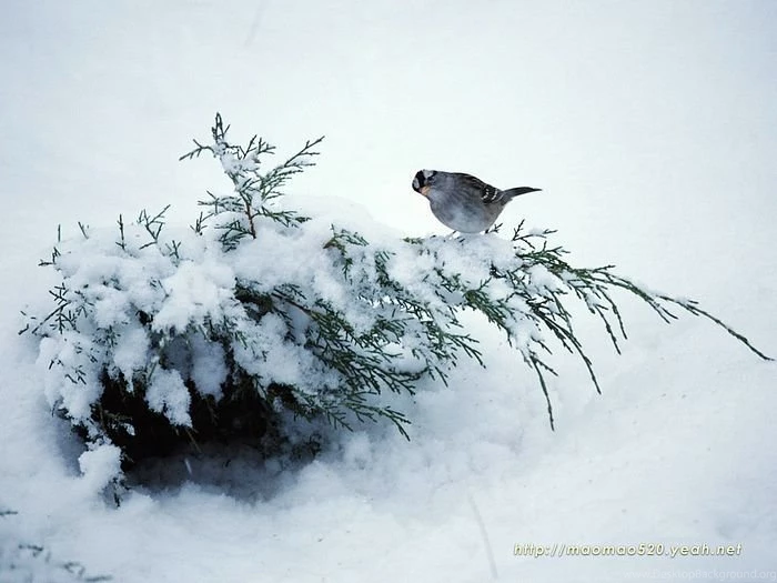 Christmas Snow Scene Christmas Snow Wallpapers 166 Wallcoo.net