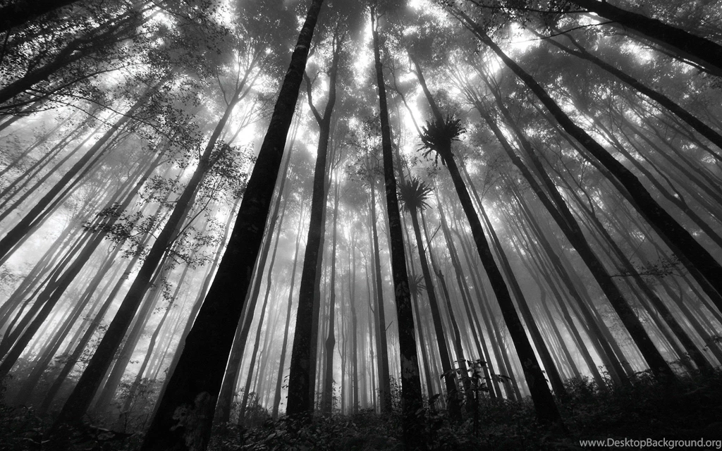 Grayscale Wallpapers >> Backgrounds With Quality HD