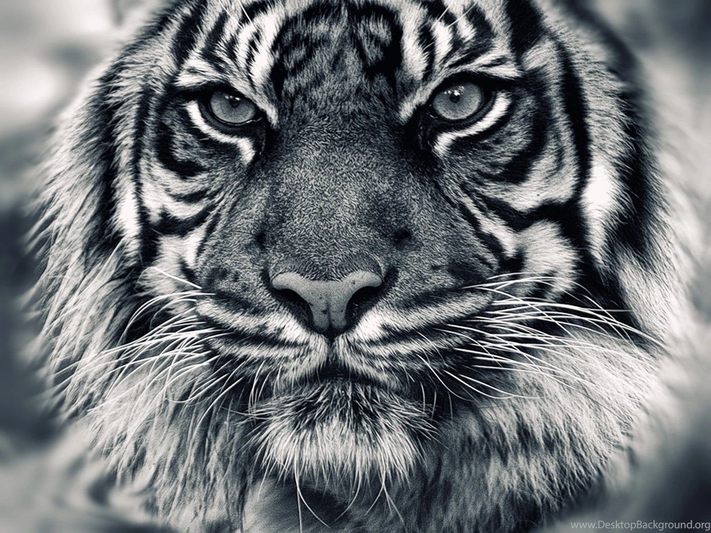 Animals Tigers Grayscale Wallpapers