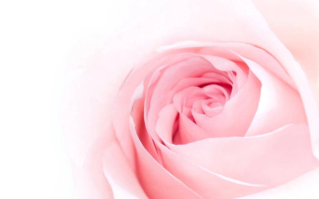 Pink Rose Flower Images Download
