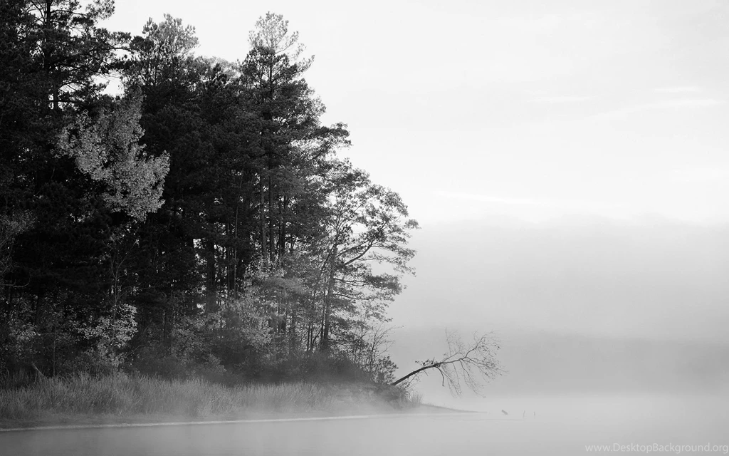 Trees Fog Grayscale Wallpapers