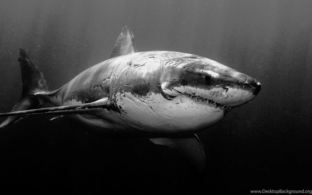 Grayscale Wallpapers >> Backgrounds With Quality HD