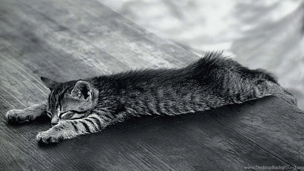 Animals Cats Grayscale Wallpapers   (