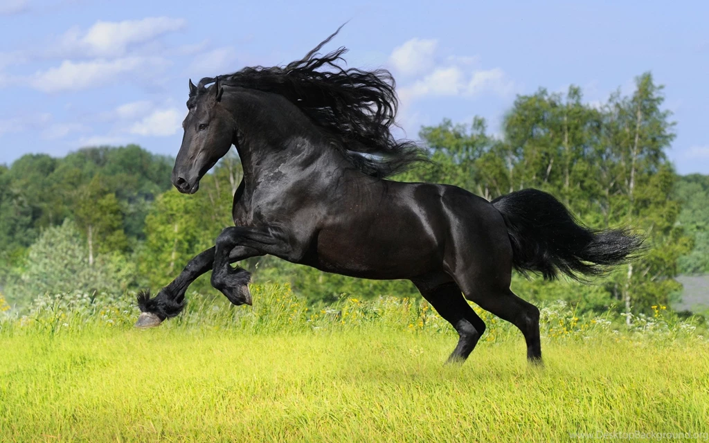 Horse Wallpapers Running Black Horse Wallpapers HD Wallpapers 95799