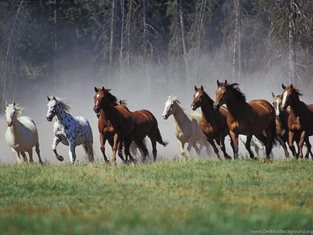 Horses Wallpapers Free Wallpapers Cave