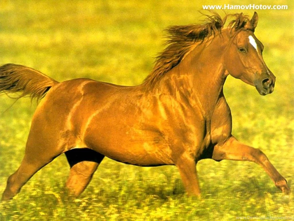 Free Horse Wallpapers HD Wallpapers Pretty