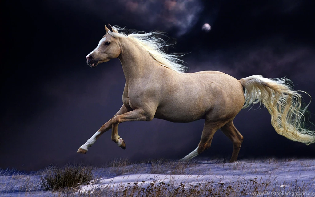 Horsed Running In Nature 10162 Pacify Mind