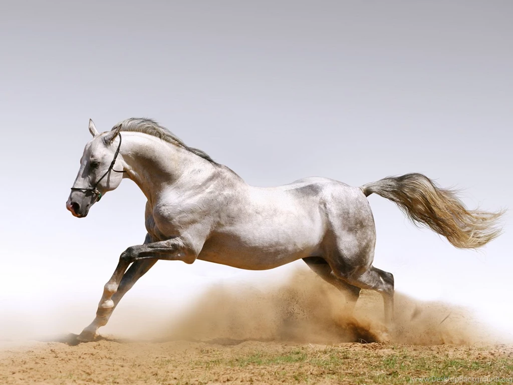 Running Horse Wallpapers ImgMob
