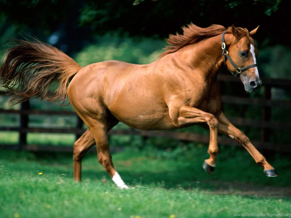 Japan: Running Horses Wallpapers For Desktop Backgrounds