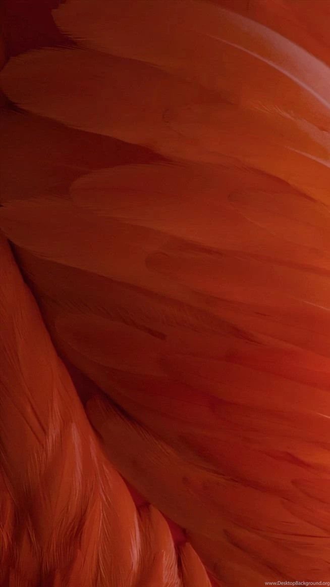 How To Get The OS X El Capitan & IOS 9 Wallpapers On Your iPad ...