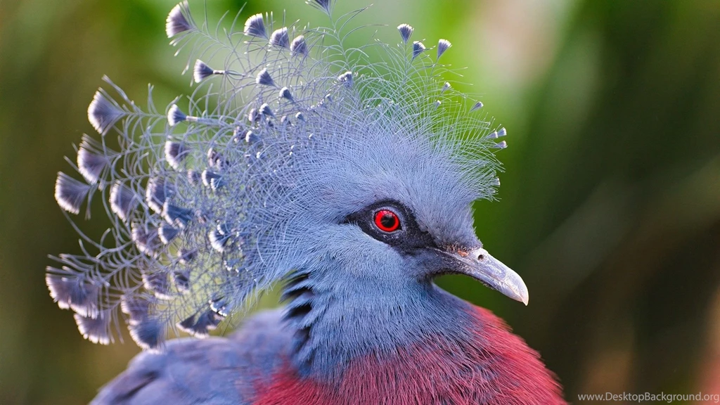 Blue Bird With Red Eyes Wallpapers And Images Wallpapers ...