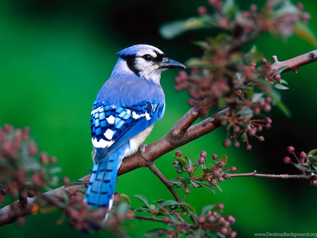 Beautiful Bird Color Cute Wallpapers